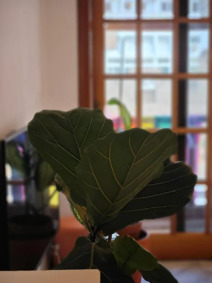 Alojamento de Acomodação e Pequeno-almoço Casa Compartida San Francisco Acomodação com café da manhã Santa Cruz de Tenerife